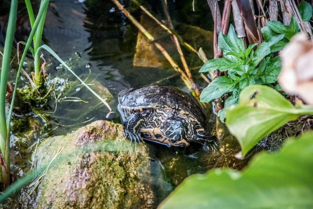 La Cuppulata - Stile Classico Enas エクステリア 写真